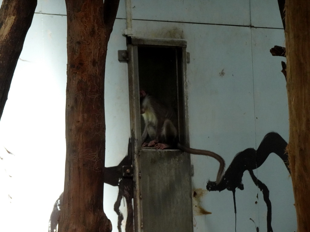 Monkey at the Africa area at the Diergaarde Blijdorp zoo