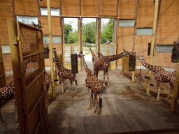 Giraffes at the Africa area at the Diergaarde Blijdorp zoo