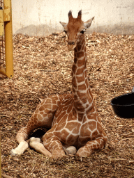 Young Giraffe at the Africa area at the Diergaarde Blijdorp zoo