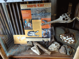 Crocodile skulls and eggs at the Crocodile River at the Africa area at the Diergaarde Blijdorp zoo