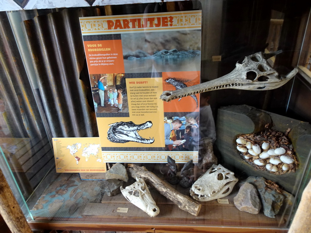 Crocodile skulls and eggs at the Crocodile River at the Africa area at the Diergaarde Blijdorp zoo