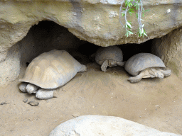 Tortoises at the Crocodile River at the Africa area at the Diergaarde Blijdorp zoo