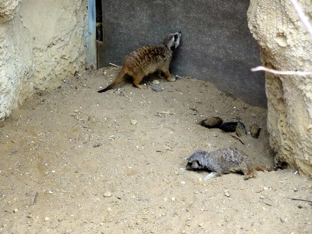 Meerkats at the Crocodile River at the Africa area at the Diergaarde Blijdorp zoo