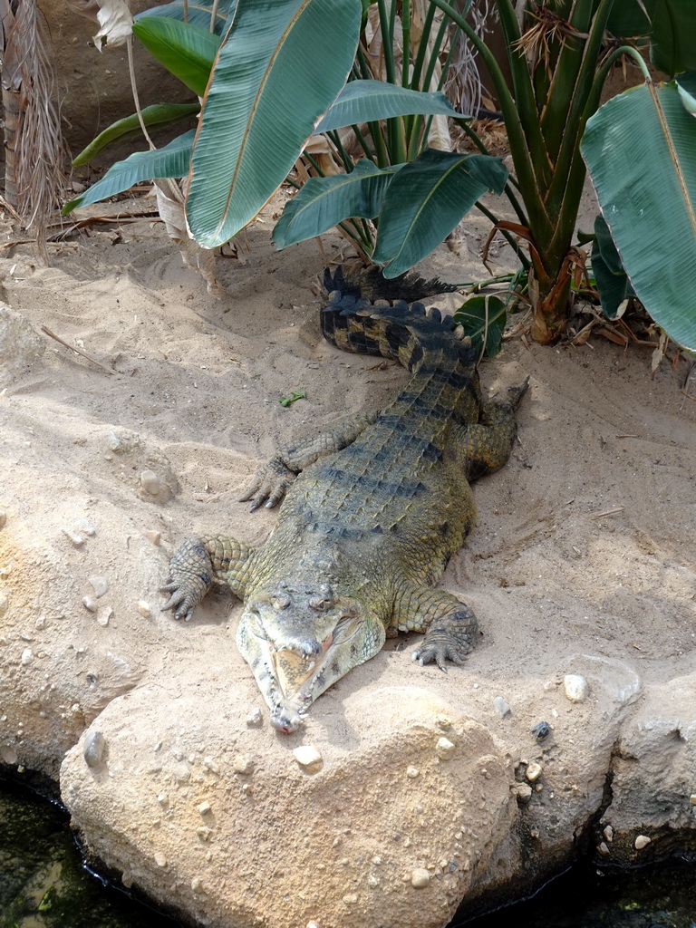 Nile Crocodile at the Crocodile River at the Africa area at the Diergaarde Blijdorp zoo