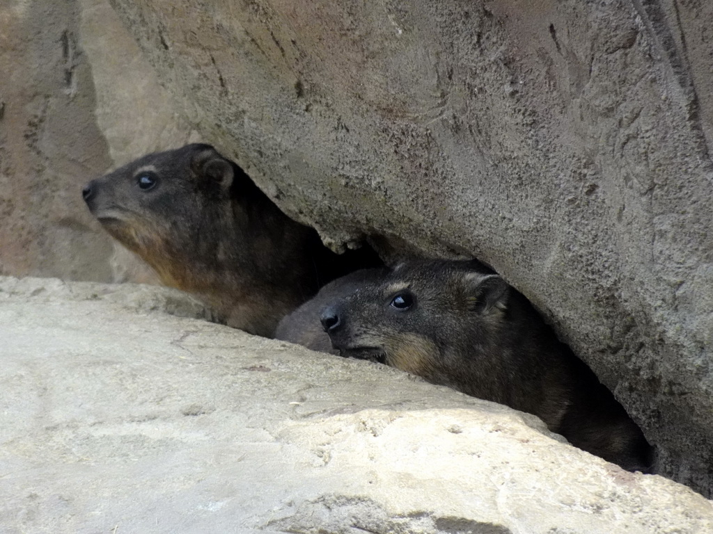 Rock Hyraxes at the Crocodile River at the Africa area at the Diergaarde Blijdorp zoo