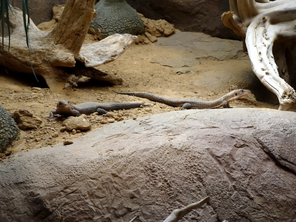 Lizards at the Crocodile River at the Africa area at the Diergaarde Blijdorp zoo