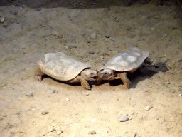 Pancake Tortoises at the Crocodile River at the Africa area at the Diergaarde Blijdorp zoo