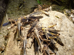 Migratory Locusts at the Africa area at the Diergaarde Blijdorp zoo