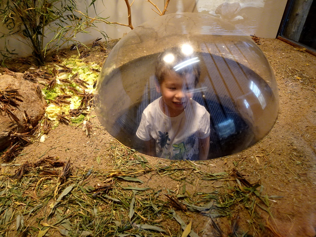 Max with Migratory Locusts at the Africa area at the Diergaarde Blijdorp zoo