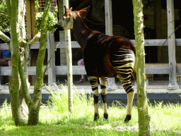 Okapi at the Congo section at the Africa area at the Diergaarde Blijdorp zoo