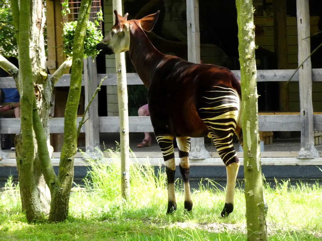 Okapi at the Congo section at the Africa area at the Diergaarde Blijdorp zoo