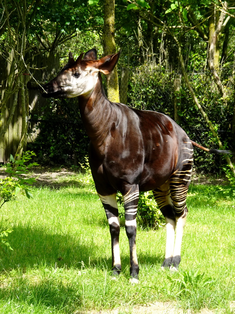 Okapi at the Congo section at the Africa area at the Diergaarde Blijdorp zoo