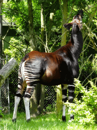 Okapi at the Congo section at the Africa area at the Diergaarde Blijdorp zoo