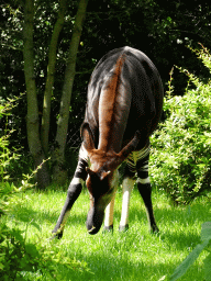 Okapi at the Congo section at the Africa area at the Diergaarde Blijdorp zoo