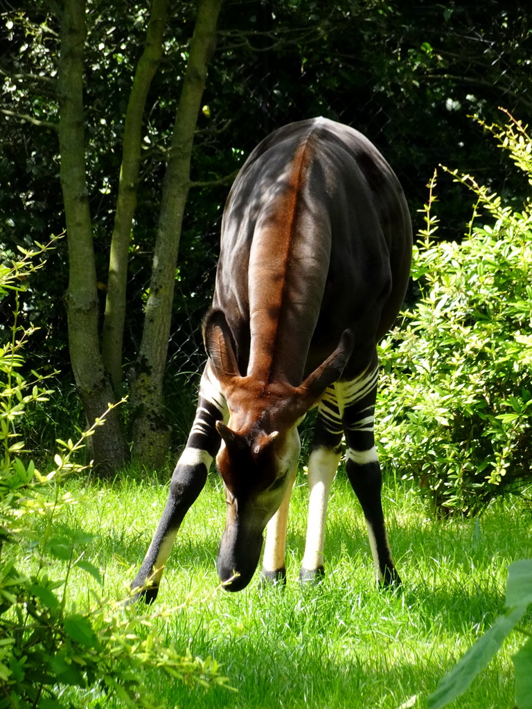 Okapi at the Congo section at the Africa area at the Diergaarde Blijdorp zoo