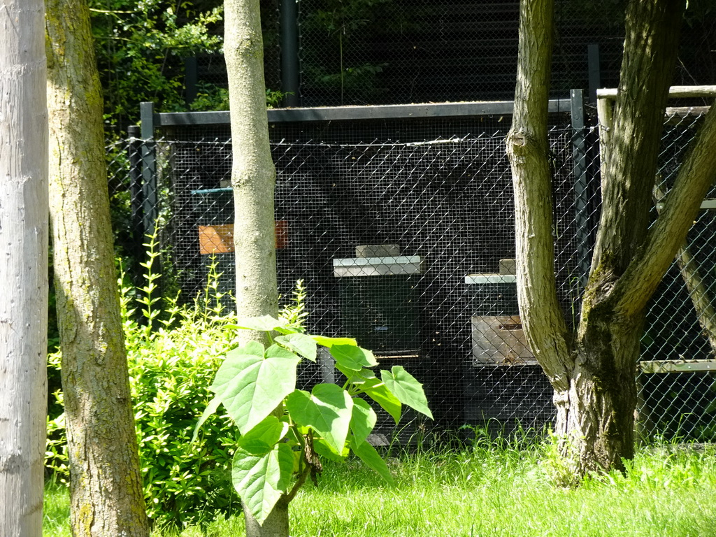 Beehives at the Congo section at the Africa area at the Diergaarde Blijdorp zoo