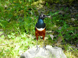 Bird at the Congo section at the Africa area at the Diergaarde Blijdorp zoo