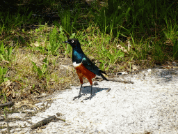 Bird at the Congo section at the Africa area at the Diergaarde Blijdorp zoo