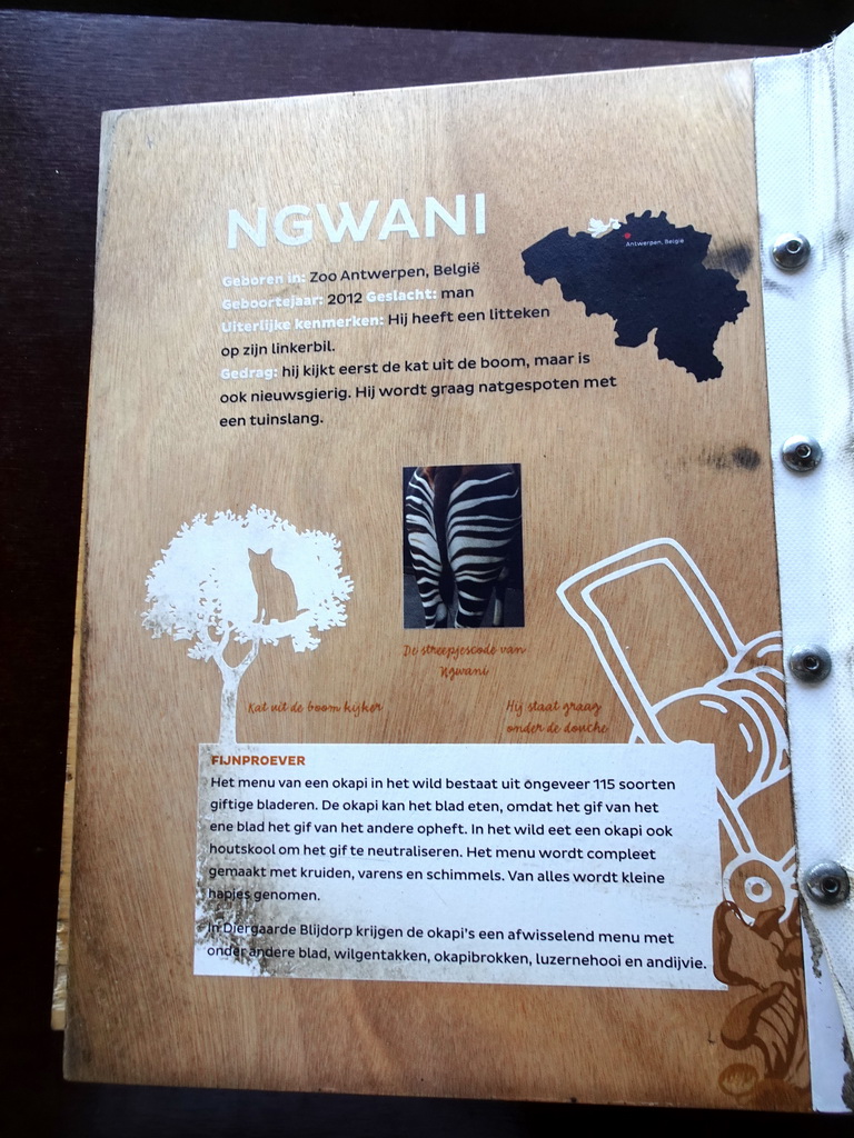 Information on the Okapi `Ngwani` at the Congo section at the Africa area at the Diergaarde Blijdorp zoo