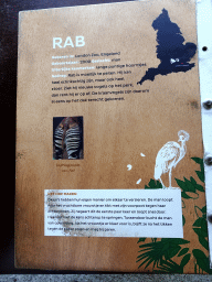 Information on the Okapi `Rab` at the Congo section at the Africa area at the Diergaarde Blijdorp zoo
