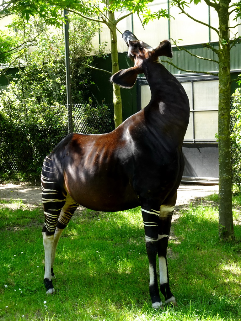 Okapi at the Congo section at the Africa area at the Diergaarde Blijdorp zoo