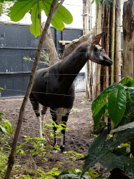 Okapi at the Congo section at the Africa area at the Diergaarde Blijdorp zoo