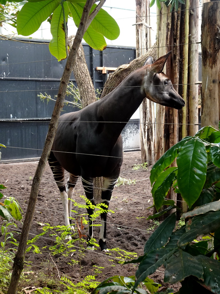 Okapi at the Congo section at the Africa area at the Diergaarde Blijdorp zoo