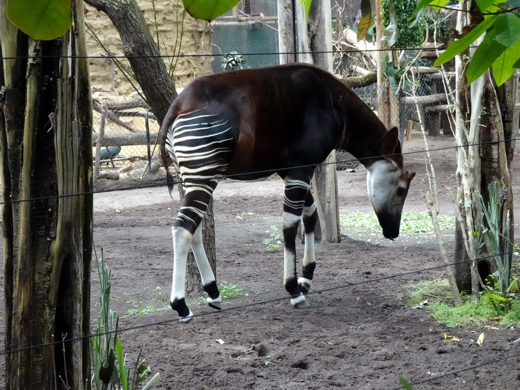 Okapi at the Congo section at the Africa area at the Diergaarde Blijdorp zoo