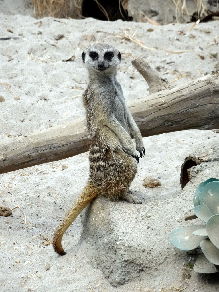 Meerkat at the Africa area at the Diergaarde Blijdorp zoo