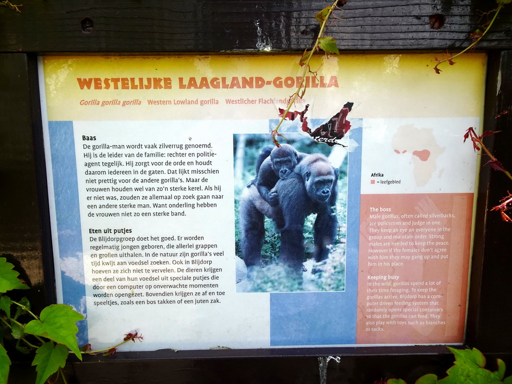 Explanation on the Western Lowland Gorilla at the Africa area at the Diergaarde Blijdorp zoo