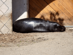 Pygmy Hippopotamus at the Africa area at the Diergaarde Blijdorp zoo