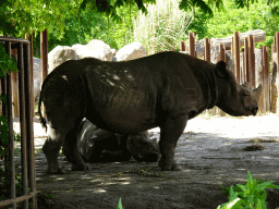 Black Rhinoceroses at the Africa area at the Diergaarde Blijdorp zoo