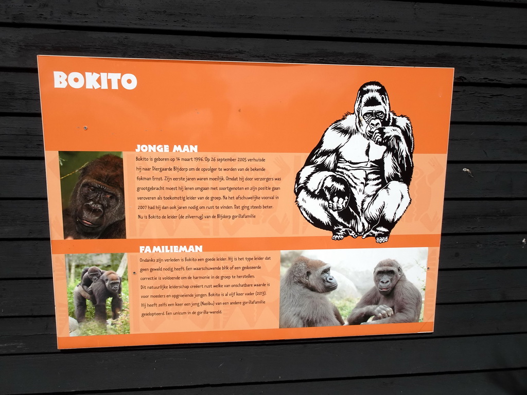 Explanation on the Western Lowland Gorilla `Bokito` at the Africa area at the Diergaarde Blijdorp zoo