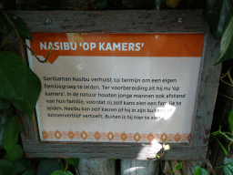 Explanation on the Western Lowland Gorilla `Nasibu` at the Africa area at the Diergaarde Blijdorp zoo