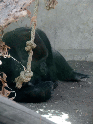 The Western Lowland Gorilla `Nasibu` at the Africa area at the Diergaarde Blijdorp zoo