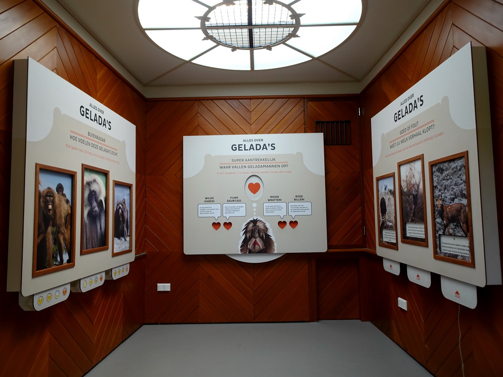 Information on the Gelada at the Gelada enclosure at the Africa area at the Diergaarde Blijdorp zoo