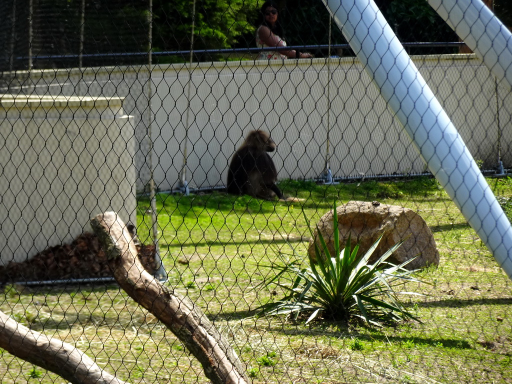 Gelada at the Africa area at the Diergaarde Blijdorp zoo