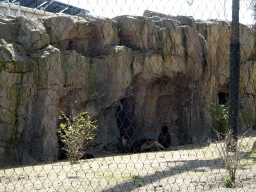 Geladas at the Africa area at the Diergaarde Blijdorp zoo