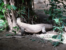 Komodo Dragon in the Rivièrahal building at the Asia area at the Diergaarde Blijdorp zoo