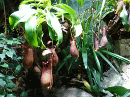 Pitcher Plants at the Asia House at the Asia area at the Diergaarde Blijdorp zoo