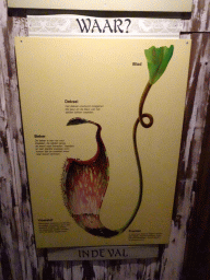 Information on Pitcher Plants at the Asia House at the Asia area at the Diergaarde Blijdorp zoo