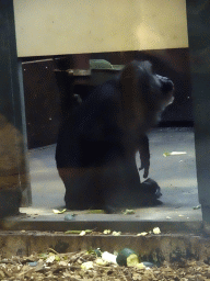 Lion-tailed Macaque at the Asia House at the Asia area at the Diergaarde Blijdorp zoo