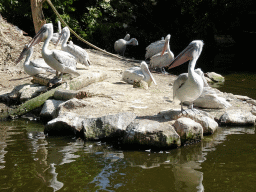 Dalmatian Pelicans at the Asia area at the Diergaarde Blijdorp zoo