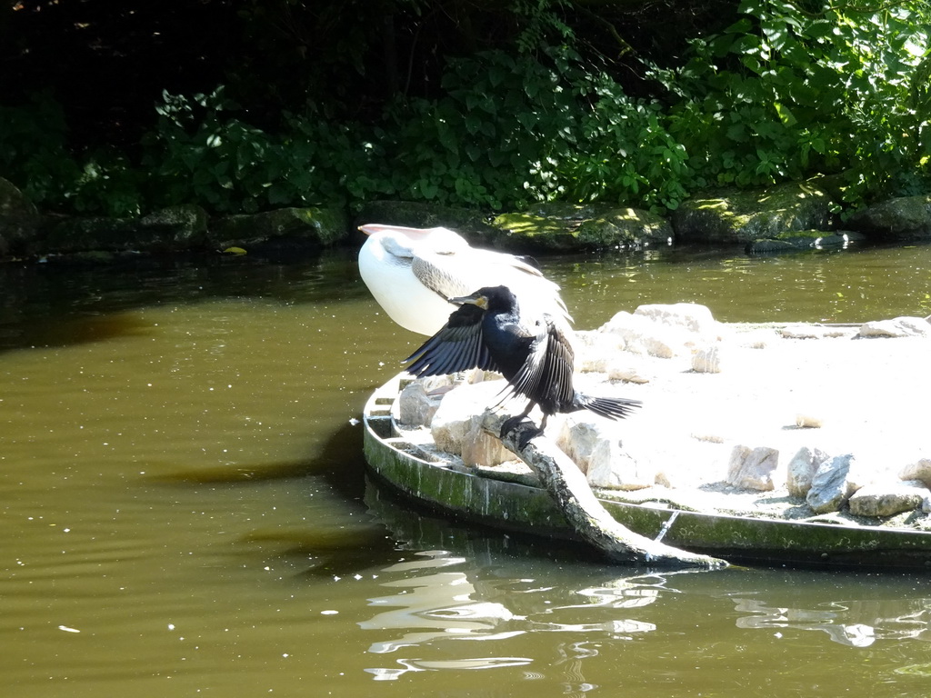 Dalmatian Pelican and Great Cormorant at the Asia area at the Diergaarde Blijdorp zoo