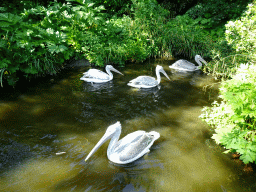 Dalmatian Pelicans at the Asia area at the Diergaarde Blijdorp zoo