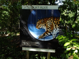 Information on the Amur Leopard at the Asia area at the Diergaarde Blijdorp zoo