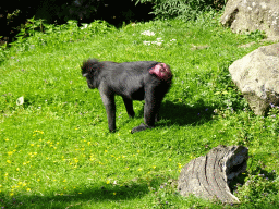 Celebes Crested Macaques at the Asian Swamp at the Asia area at the Diergaarde Blijdorp zoo