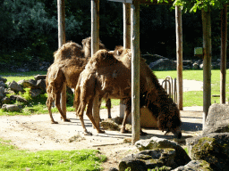 Bactrian Camels at the Asia area at the Diergaarde Blijdorp zoo