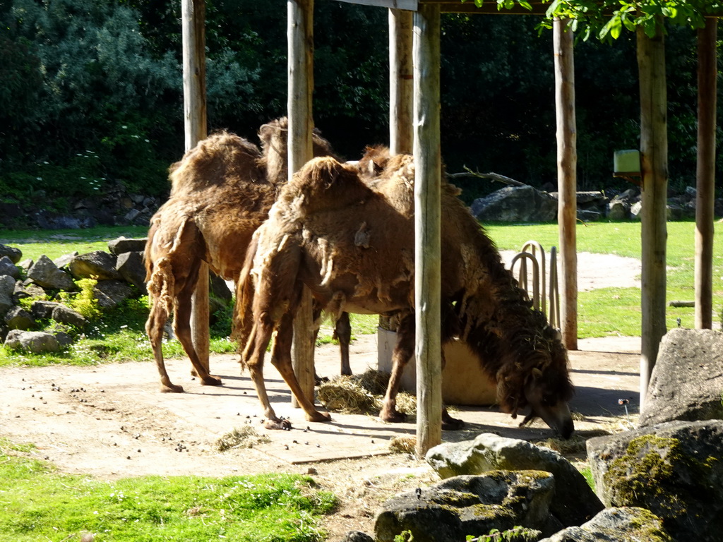 Bactrian Camels at the Asia area at the Diergaarde Blijdorp zoo