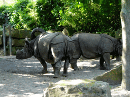 Great Indian Rhinoceroses at the Asia area at the Diergaarde Blijdorp zoo